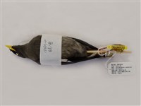 藏品(白尾八哥)的圖片